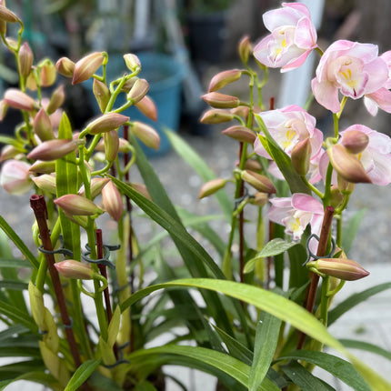Cymbidium Orchid Blush Pink (Pink Boat Orchid) live plant