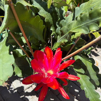 Epiphyllum “Masada”, “Padre” & Zeus-XL rare cuttings 12"