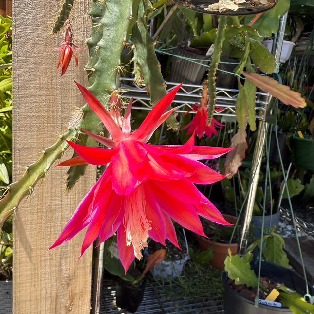 Lucifer Paetz Aporophyllum live cutting