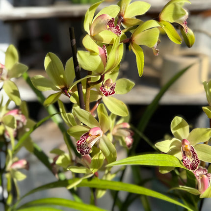 Cymbidium Peter Pan (Green Boat Orchid) live plant