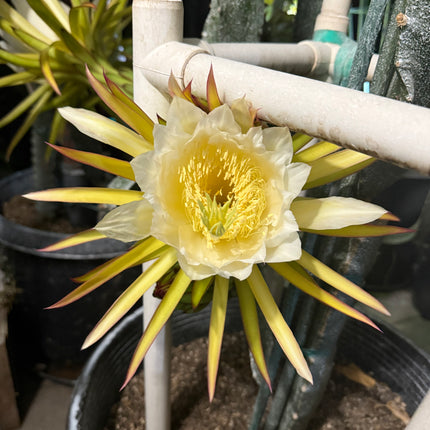 Venus dragon fruit live cuttings