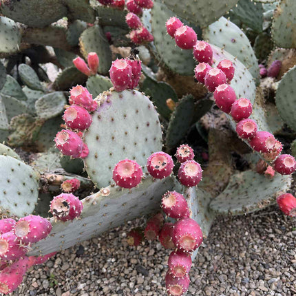 Opuntia Purple Santa Rita Prickly Pear, Cactus, Live plant
