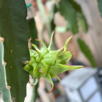 Country Roads dragon fruit live cutting