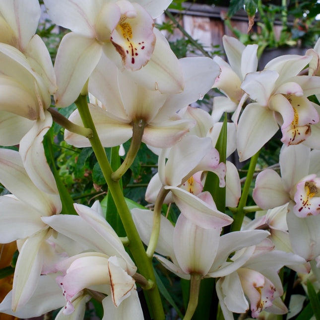 Winter Early White Cymbidium Orchid (boat orchid) live plant