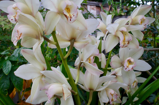 Winter Early White Cymbidium Orchid (boat orchid) live plant