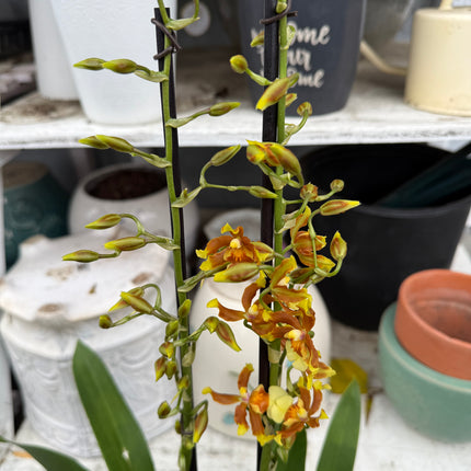 Dancing-Lady Orchid (Tolumnia Orchids-Equitant Oncidiums) live plants