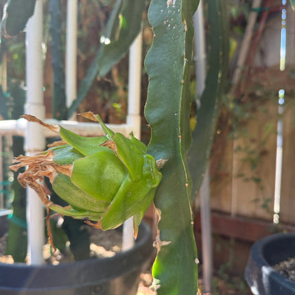 Riona Dragon Fruit live cutting (12")