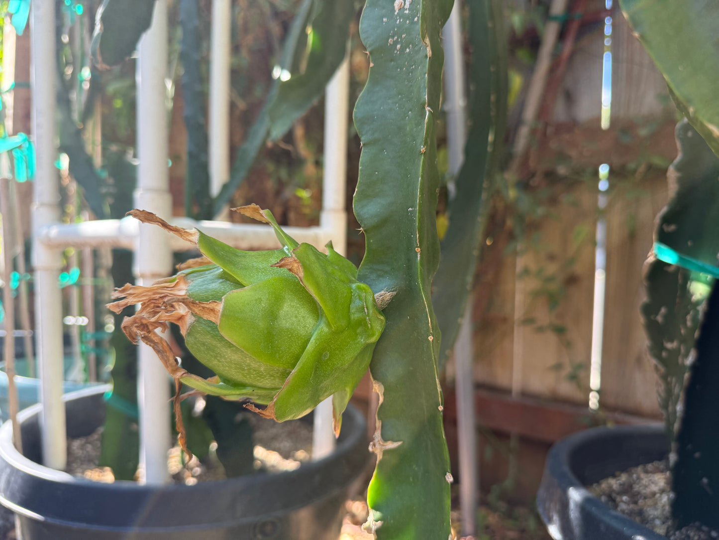 Riona Dragon Fruit live cutting (12")