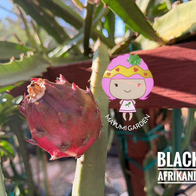 Black Dragon and Black Afrikanis dragon fruit live cutting 12”