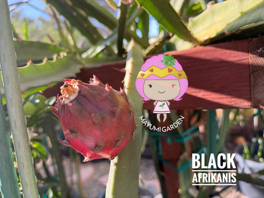 Black Dragon and Black Afrikanis dragon fruit live cutting 12”