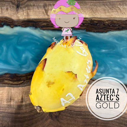 Asunta 7 Aztec Gold (Yellow Skin White Flesh) grafted plant