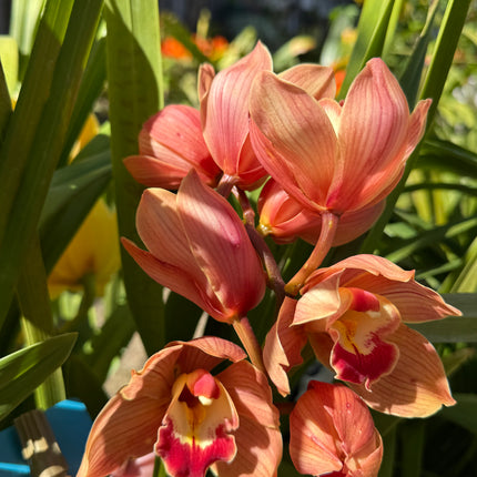 Cymbidium Foxfire Amber ‘Dural’ (Orange Boat Orchid) live plant
