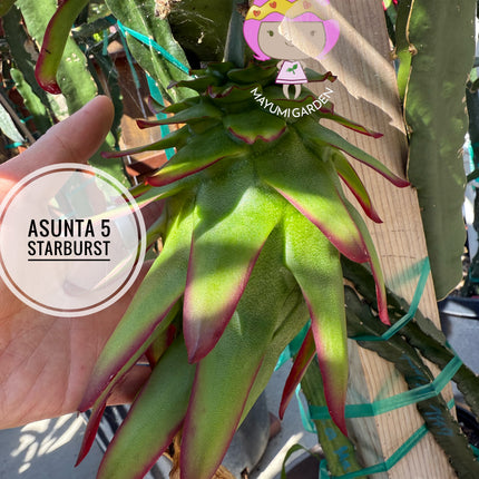Asunta 5 Starburst Official dragon fruit live cutting (12”)