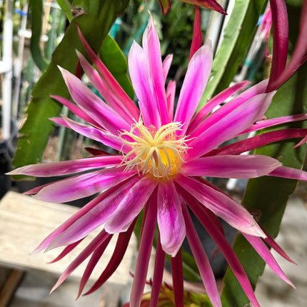 Bruni Dragon Fruit live cuttings 12"