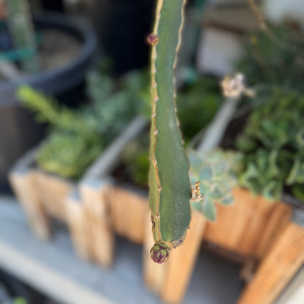 Ocamponis Grilla, Albino, Red and Purple cuttings and rooted plants