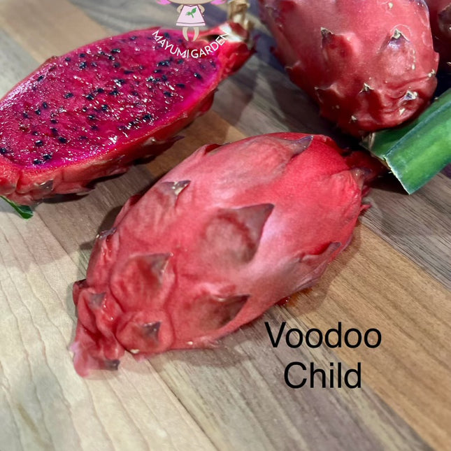 Voodoo Child dragon fruit live cuttings and rooted plants