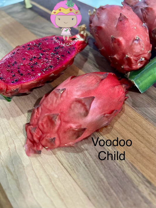 Voodoo Child dragon fruit live cuttings and rooted plants