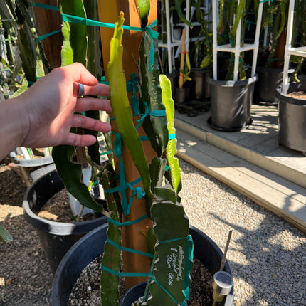 Concord Cream Grafted Plant