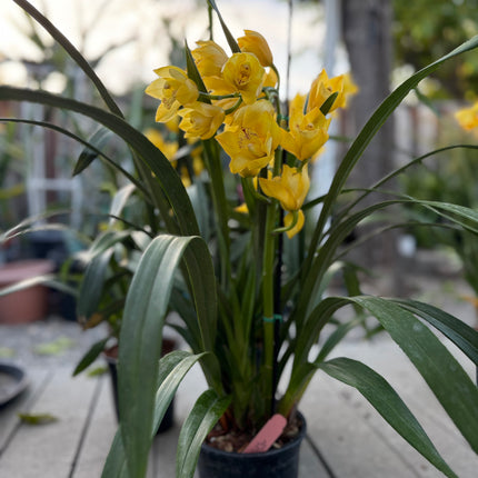 Cymbidium Gold Orchid (yellow boat orchid) live plant