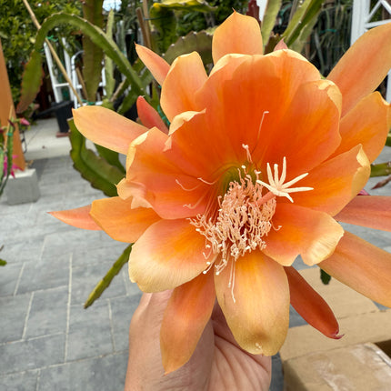 King Midas Epiphyllum live cutting
