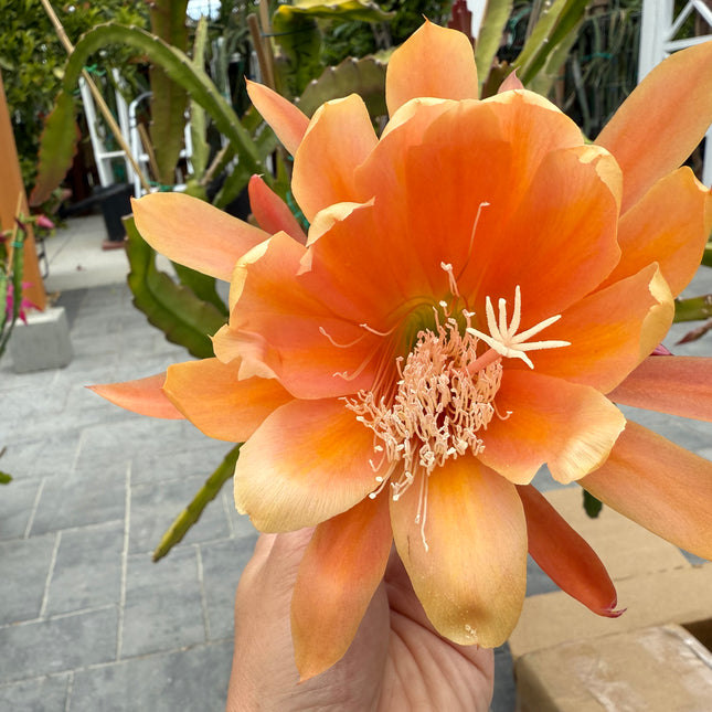 King Midas Epiphyllum live cutting