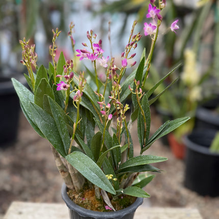 Purple Phalaenopsis Hybrid Live Plant