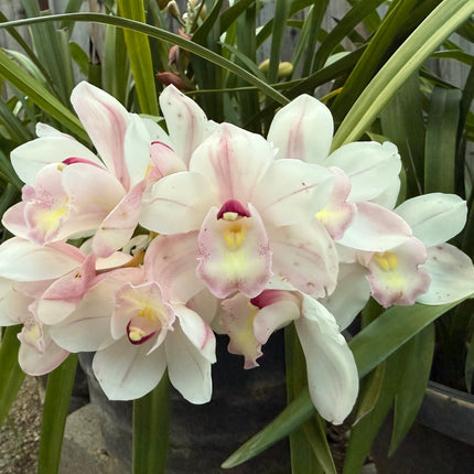 Cymbidium Barrita Sanguine “Pale Pink” live plant