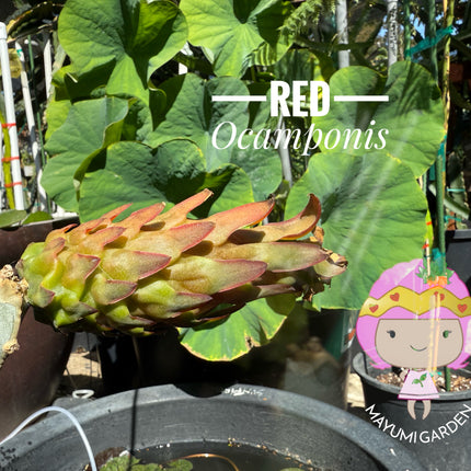Red Ocamponis Dragon Fruit Cutting
