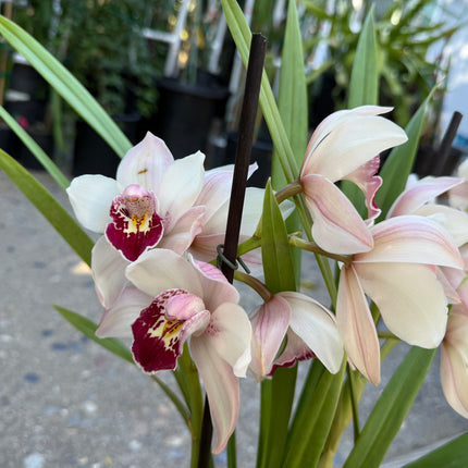 Cymbidium Barrita Sanguine “Pale Pink” live plant