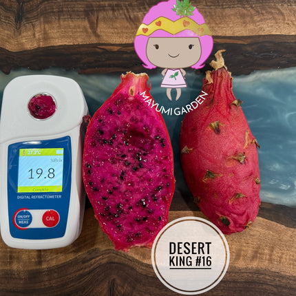🌵 Desert King 16 (DK #16)