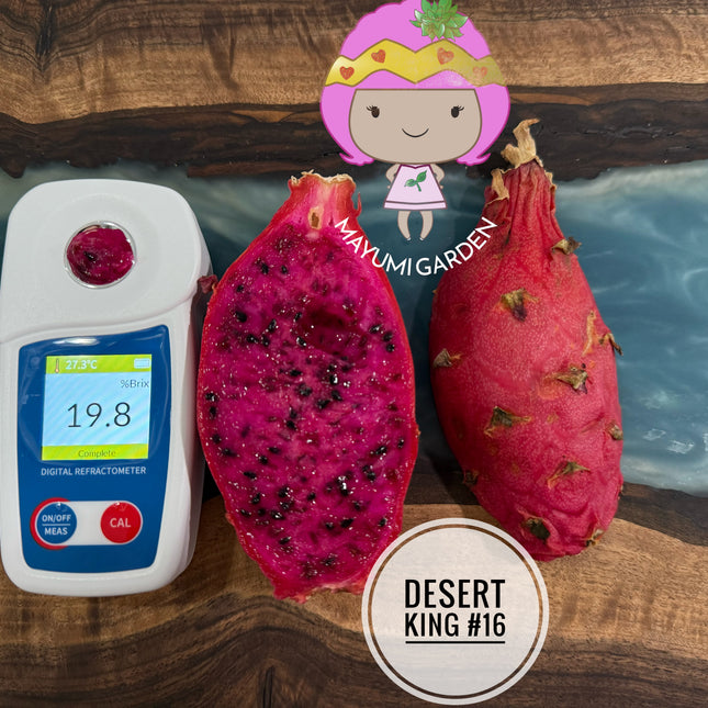 🌵 Desert King 16 (DK #16)