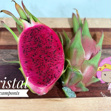 Ocamponis cristal dragon fruit live cutting (12")