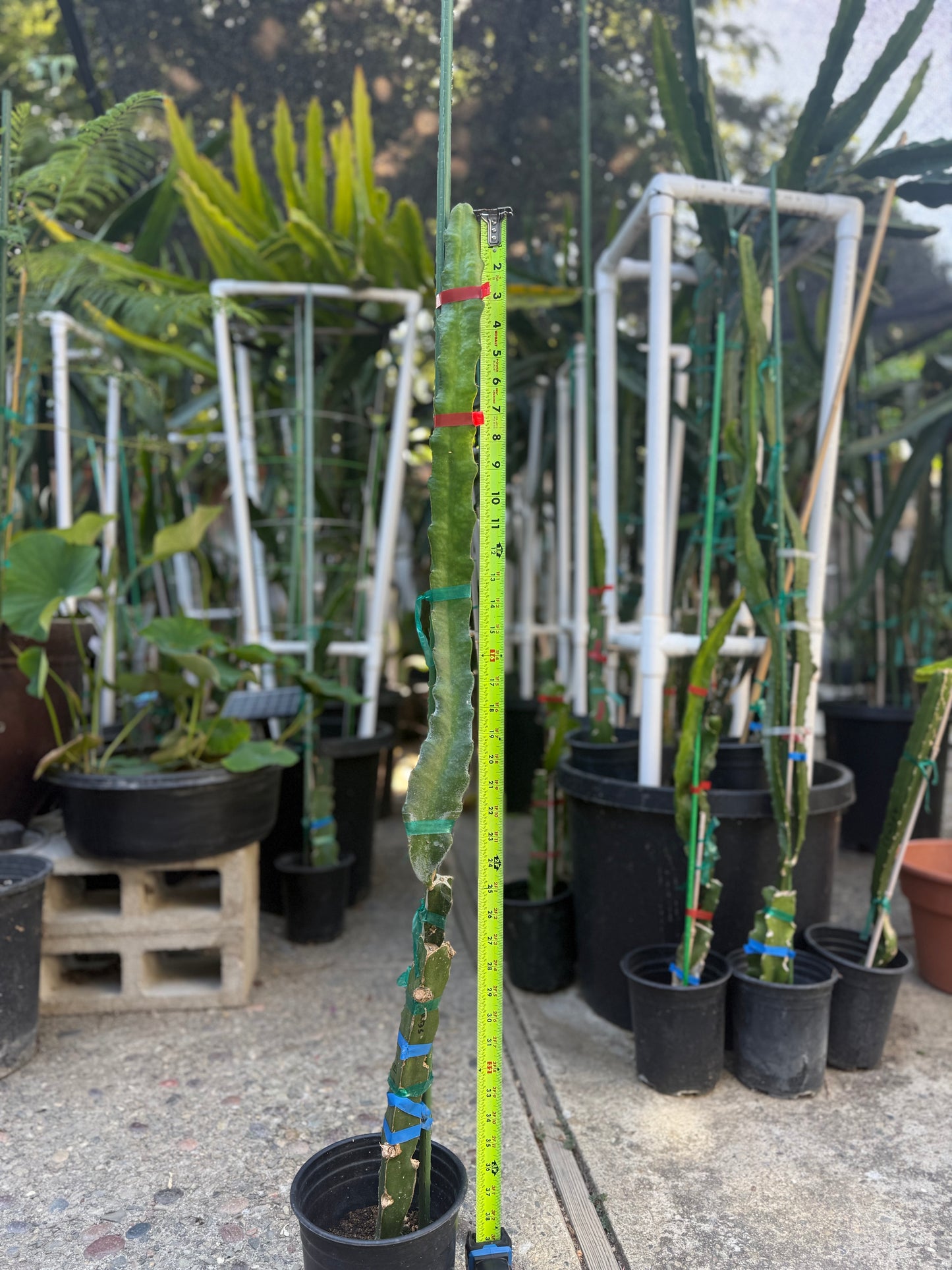 Wild Berry Skittles (Asunta 6-2) grafted Dragon Fruit live plant