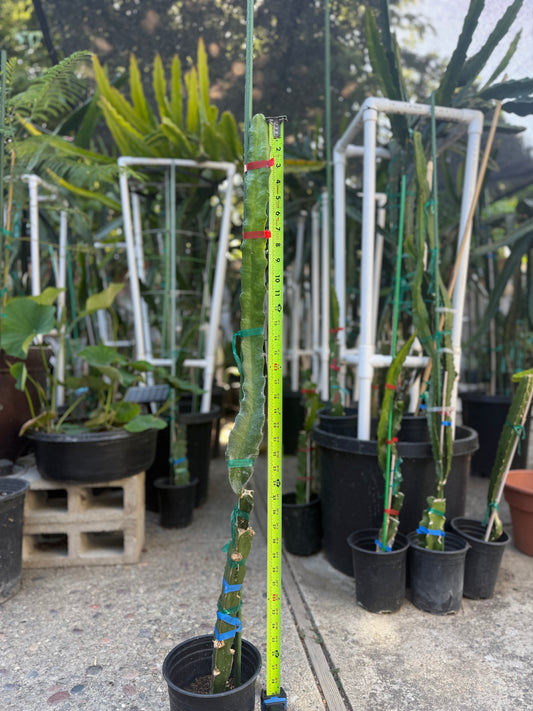 Wild Berry Skittles (Asunta 6-2) grafted Dragon Fruit live plant