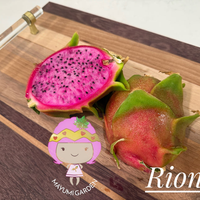 Riona Dragon Fruit live cutting (12")