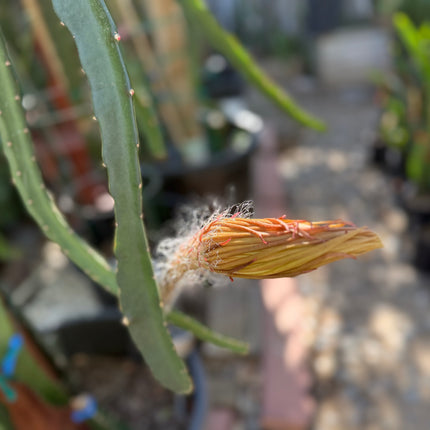 Princess of the Night cactus live cuttings (12”)