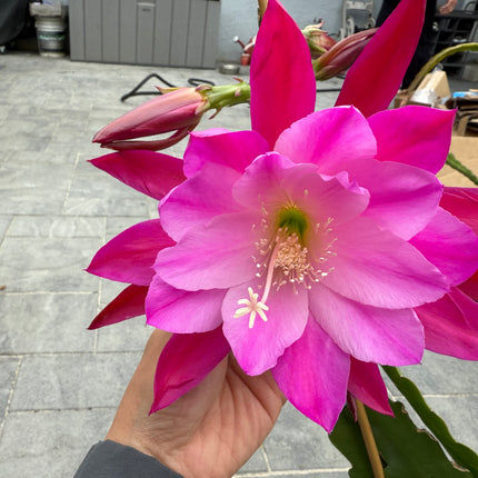 Moonlight Sonata Epiphyllum live cutting (rare)