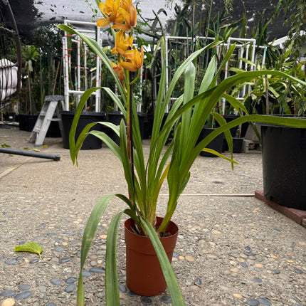 Cymbidium Foxfire Amber ‘Dural’ (Orange Boat Orchid) live plant