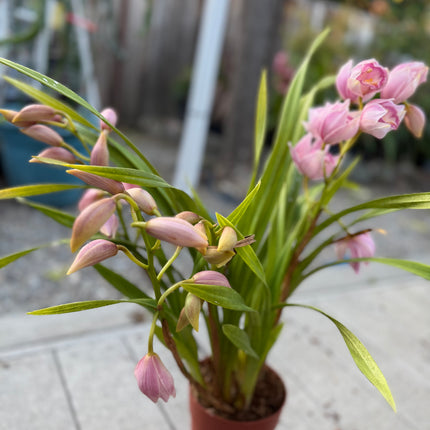 Pink Cymbidium Orchid (boat orchid) live plant
