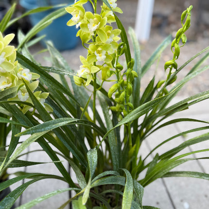 Cymbidium Orchid Sarah Jean "Jennifer" (Miniature Boat Orchid Lime Green) live plant