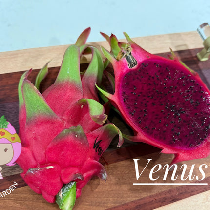 Venus dragon fruit live cuttings