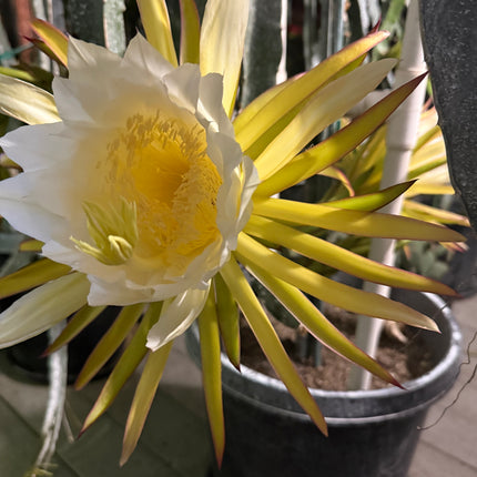 Venus dragon fruit live cuttings