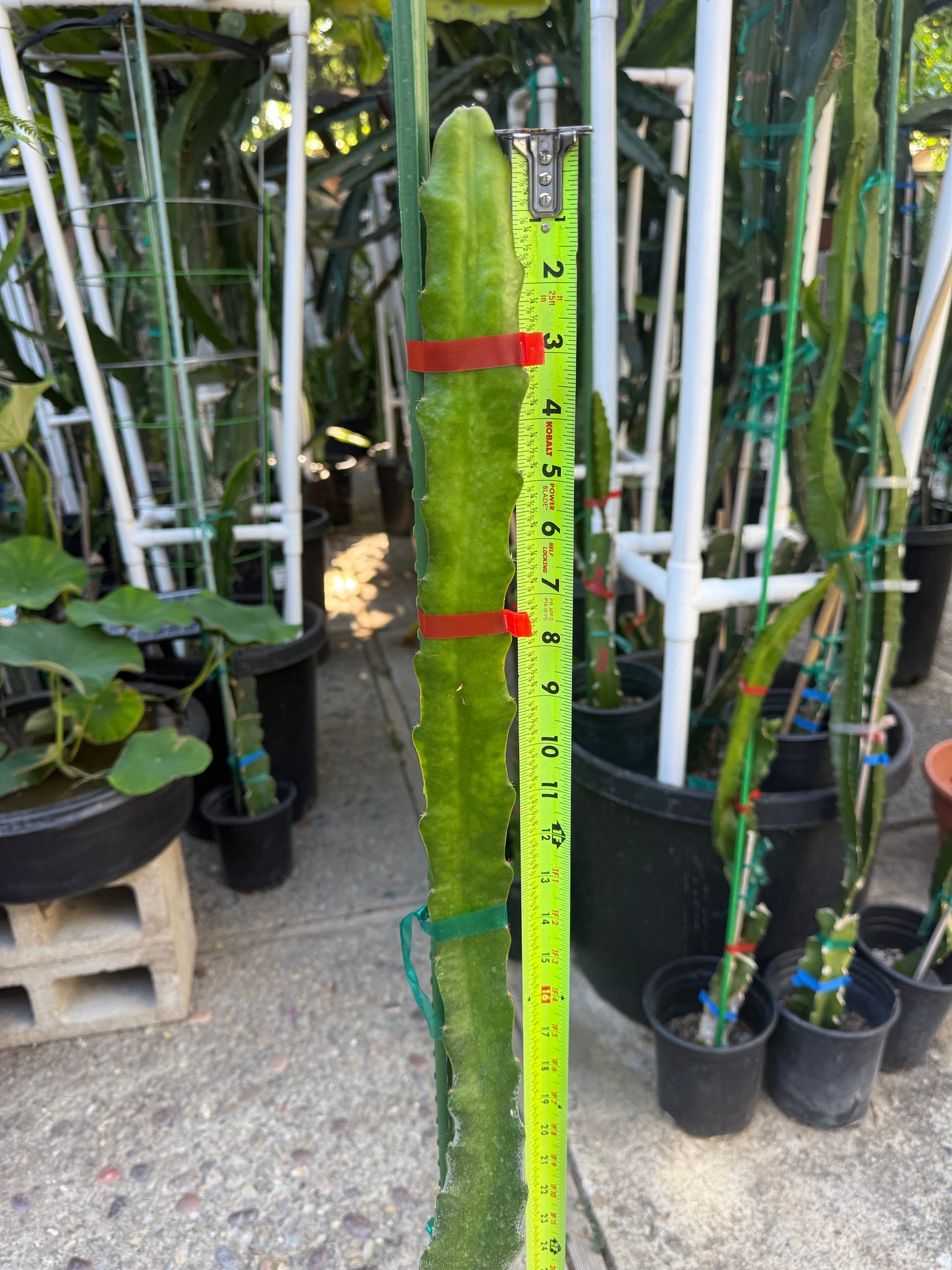 Wild Berry Skittles (Asunta 6-2) grafted Dragon Fruit live plant