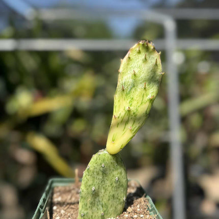 Opuntia Sunburst Variegata Live Plant