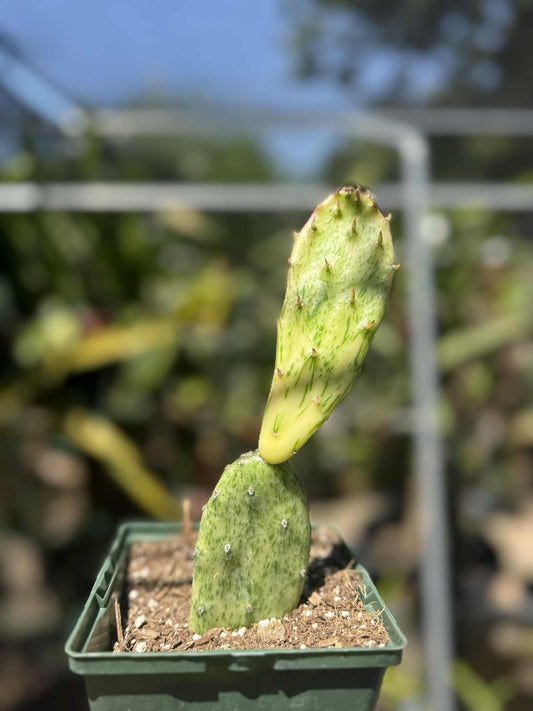 Opuntia Sunburst Variegata Live Plant