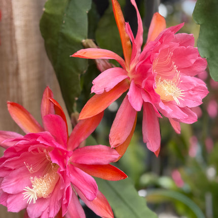 American Sweetheart Rare Epiphyllum live cutting