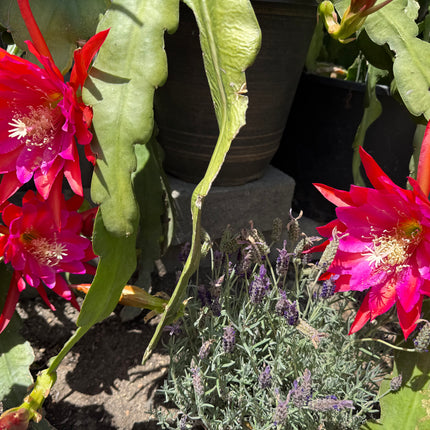 Epiphyllum Stern Von Erlau live cutting