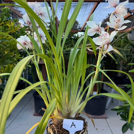 Cymbidium Sale