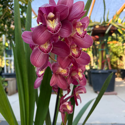 Cymbidium Burgundy (Boat Orchid)