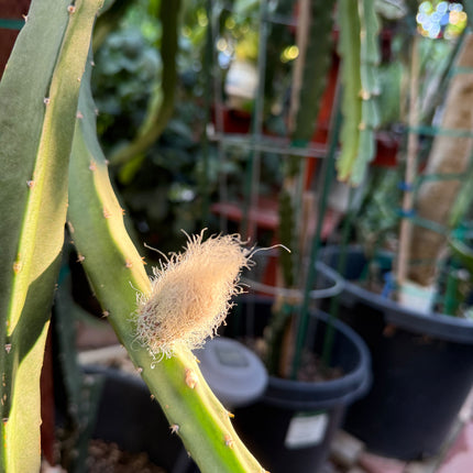 Princess of the Night cactus live cuttings (12”)